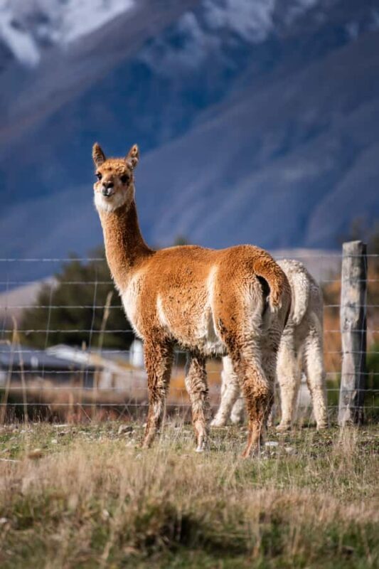 Lake Tekapo High Country Farm Tour (Carbon Positive) - Practical Details: Cost, Duration, and Accessibility