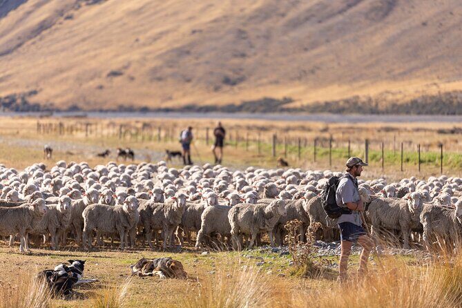 Lake Tekapo Scenic Wilderness Cass Valley Tour - Who Should Consider This Tour?
