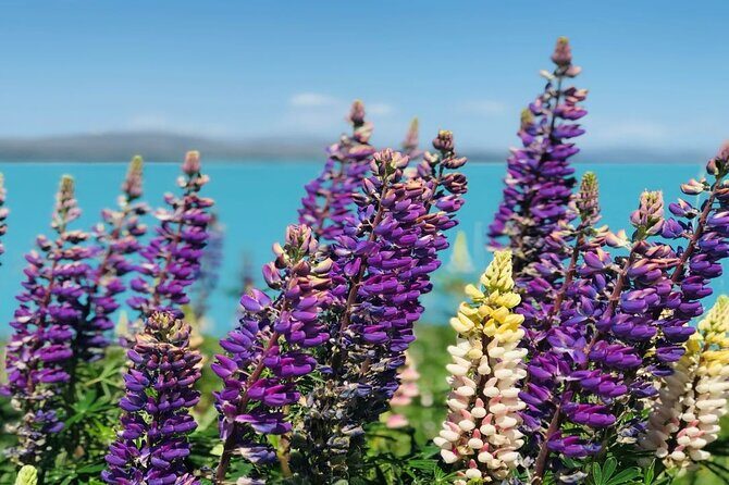 Lake Tekapo to Mt Cook One-Way Small Group Tour - What’s Included and What’s Not