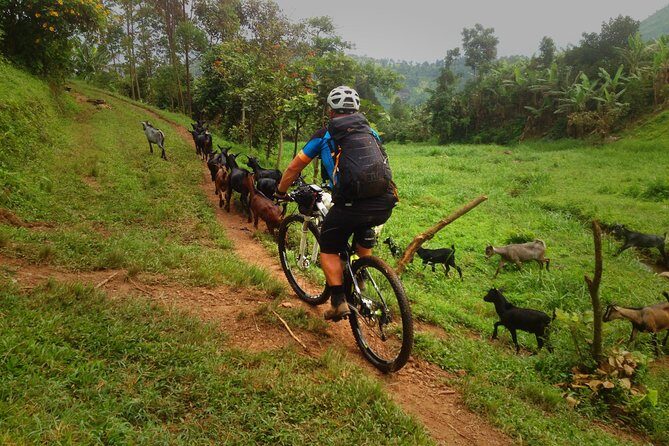Lake Victoria Island Cycling Tour from Kampala - The Sum Up
