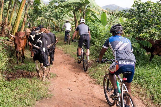 Lake Victoria Island Cycling Tour from Kampala - FAQs