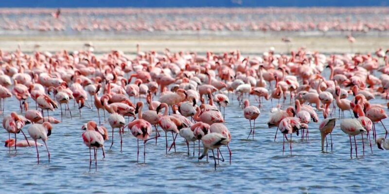 Lakes Nakuru& Naivasha National Park Wildlife Highlights - Lakes Nakuru & Naivasha National Park Wildlife Highlights: A Practical Guide
