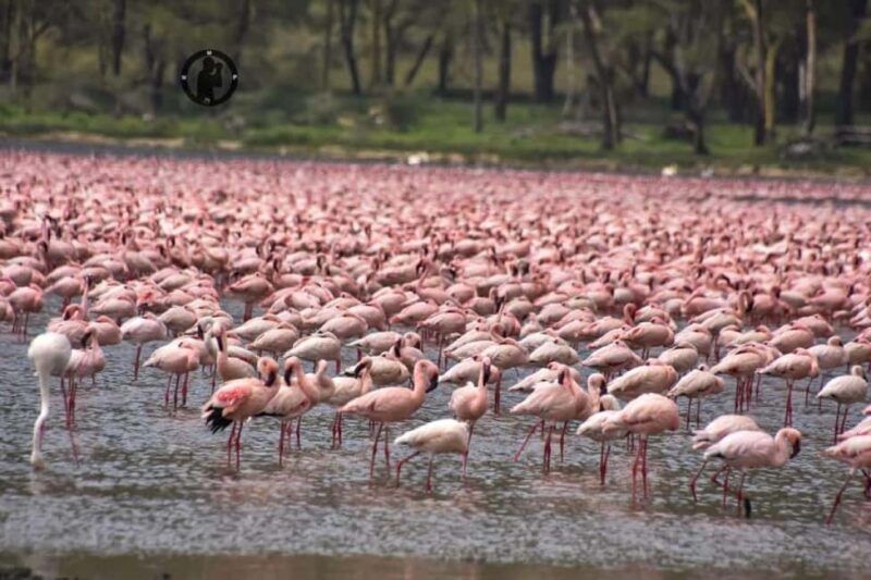 Lakes Nakuru& Naivasha National Park Wildlife Highlights - Who Should Consider This Tour?