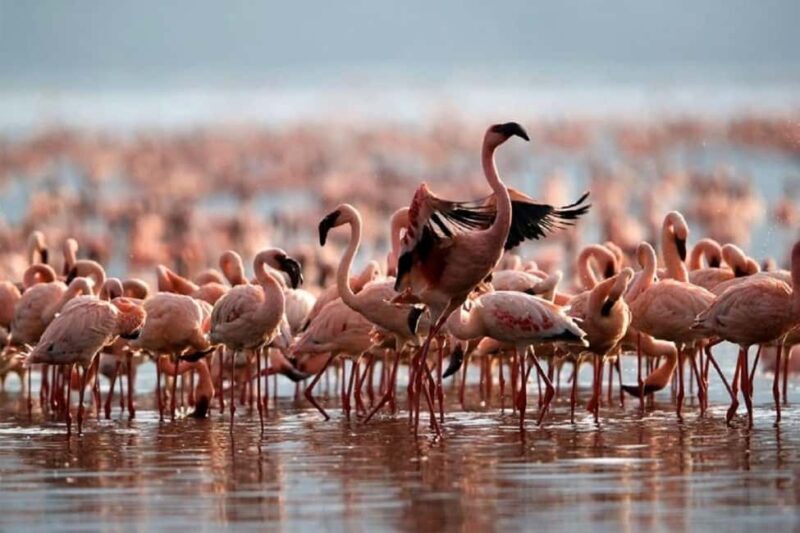 Lakes Nakuru& Naivasha National Park Wildlife Highlights - Final Words