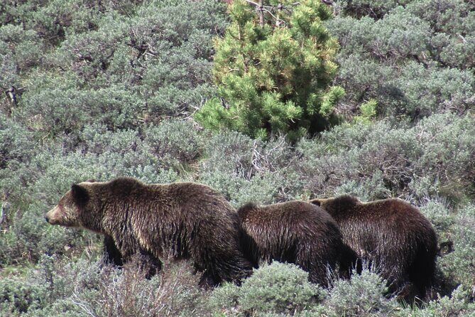 Lamar Valley Safari Hiking Tour with Lunch - FAQ
