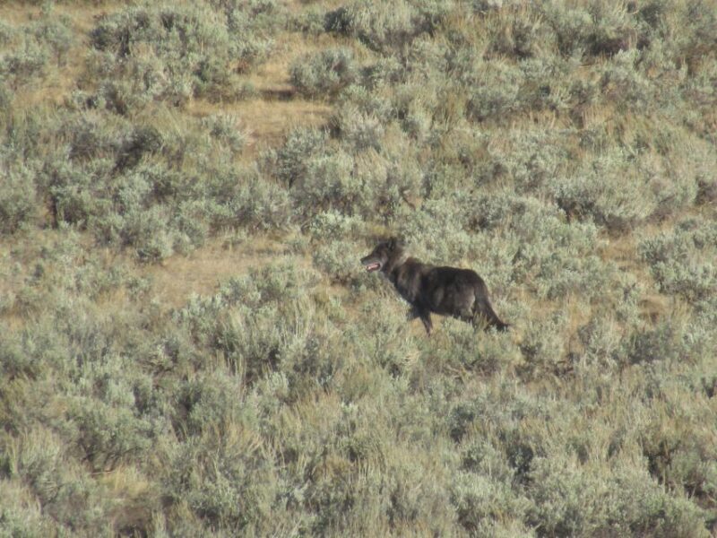 Lamar Valley: Safari Hiking Tour with Lunch - The Bottom Line: Is It Worth It?