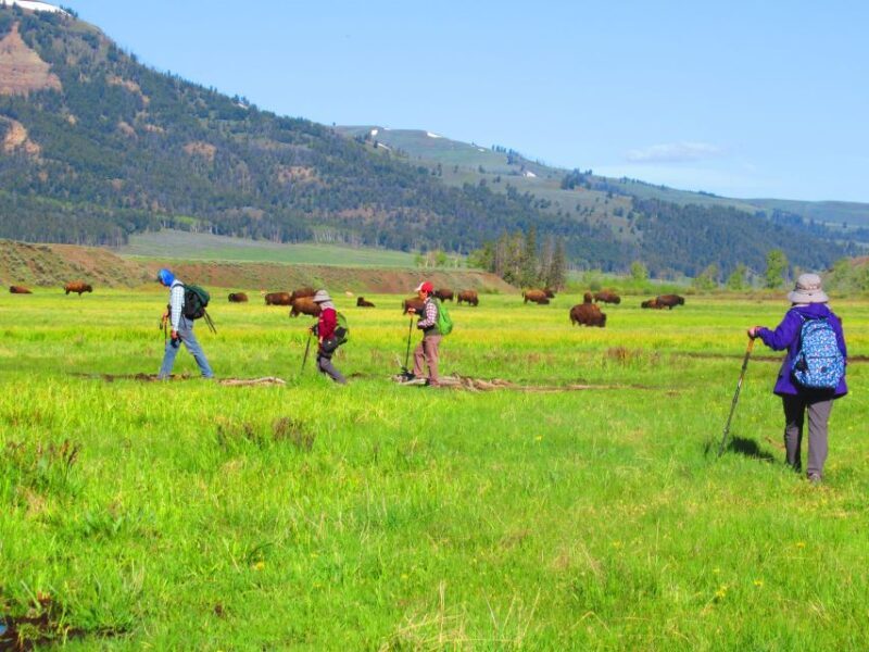 Lamar Valley: Safari Hiking Tour with Lunch - FAQ