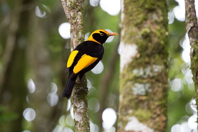 Lamington National Park, O'Reilly's & Vineyard Tour - Key Points