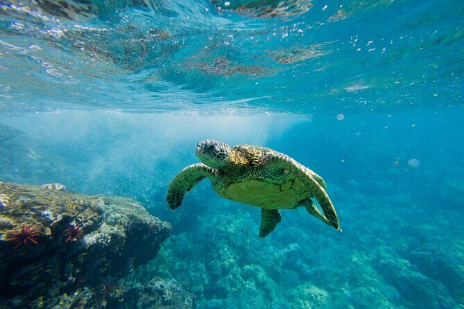 Lana'i Coast Snorkel and Sail - What to Expect on the Lanai Coast Snorkel and Sail Tour