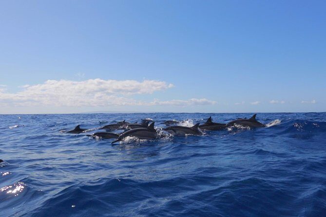Lanai Deluxe Dolphin Adventure & 3 Snorkel Sites - Practical Details
