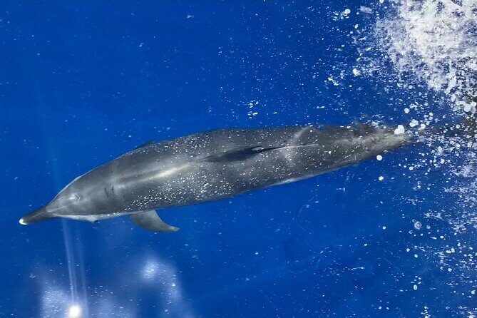 Lana'i Snorkel And Dolphin Quest with Maui Turtle Spot Tour - Setting the Scene for Your Maui Marine Adventure