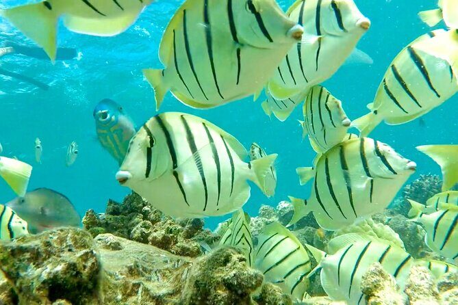 Lana'i Snorkel And Dolphin Quest with Maui Turtle Spot Tour - The Pricing and Value