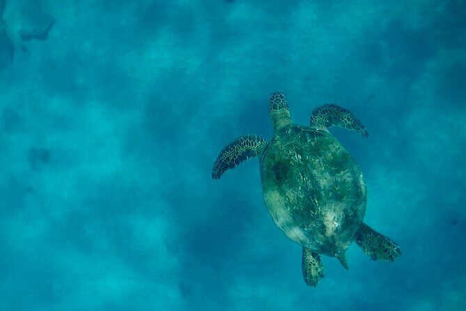 Lana'i Snorkel And Dolphin Quest with Maui Turtle Spot Tour - Final Thoughts