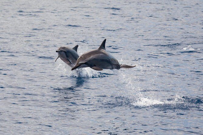 Lanai Snorkel and Dolphin Watch from Maalaea - Key Points