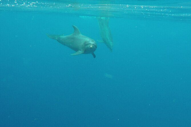 Lanai Snorkeling Half Day with Sea Scooter - Why This Tour Offers Great Value