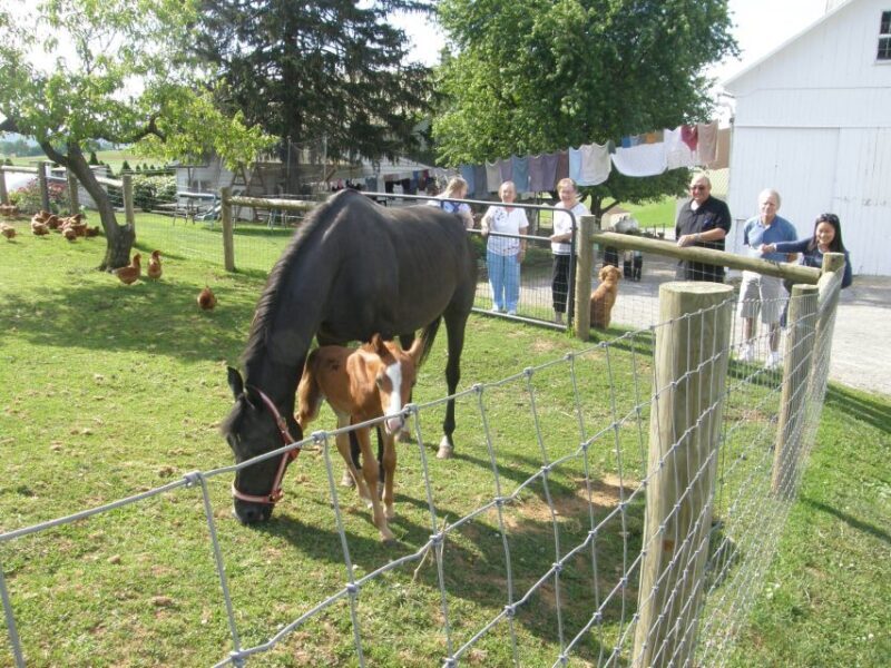 Lancaster: Amish Experience Visit-in-Person Tour of 3 Farms - What to Expect from the Tour