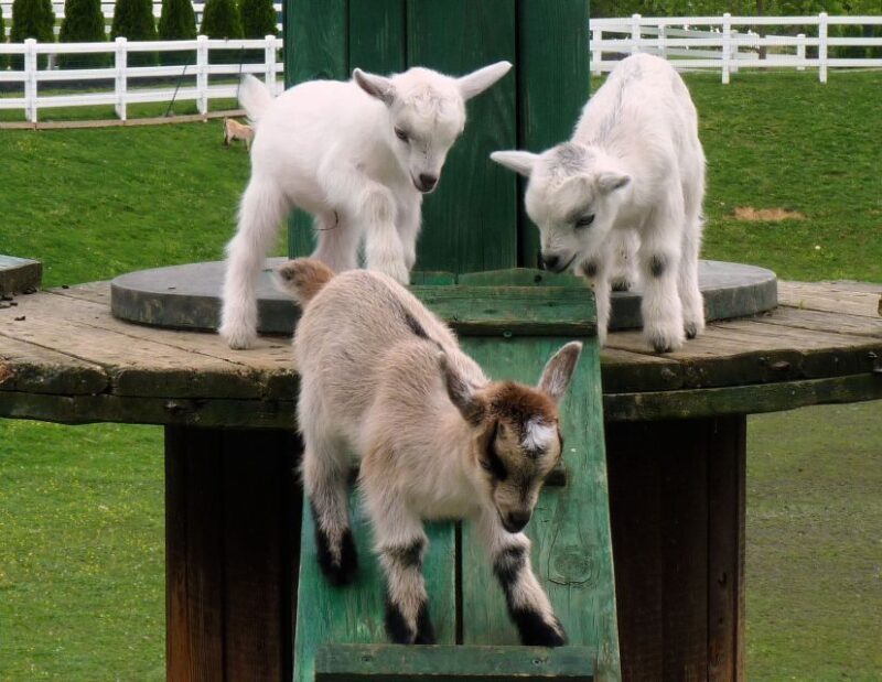 Lancaster County: Amish Farmlands, Museum Tour, Farm Visit - The Value of the Tour