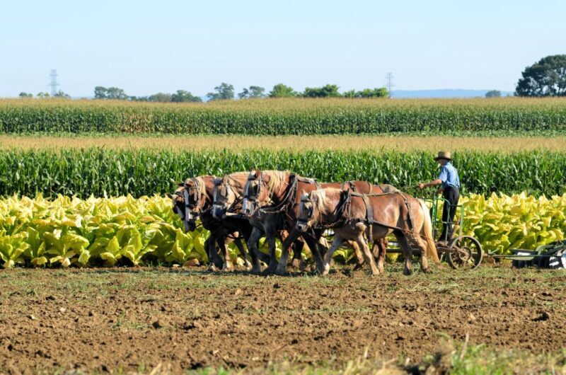 Lancaster County: Amish Farmlands, Museum Tour, Farm Visit - Who Should Consider This Tour?