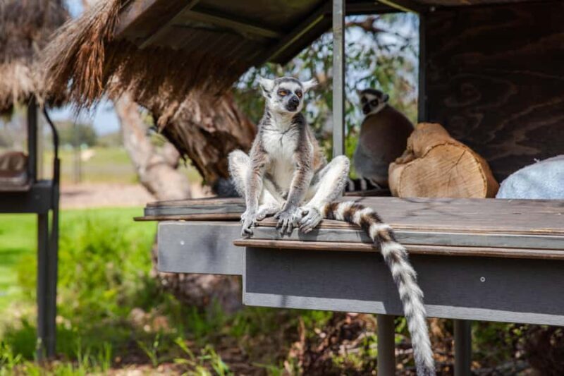 Land of the Lemurs Experience & a Day at Monarto Safari Park - Introduction: Introducing the Land of the Lemurs Experience