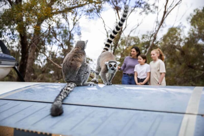 Land of the Lemurs Experience & a Day at Monarto Safari Park - Real Visitor Feedback and Insights