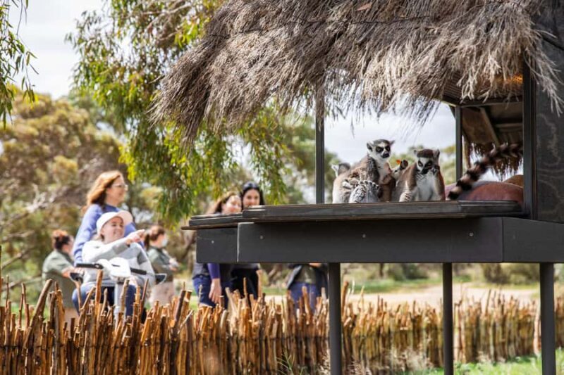 Land of the Lemurs Experience & a Day at Monarto Safari Park - FAQ