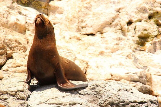 Land's End Sightseeing Boat Tour in Los Cabos - FAQs