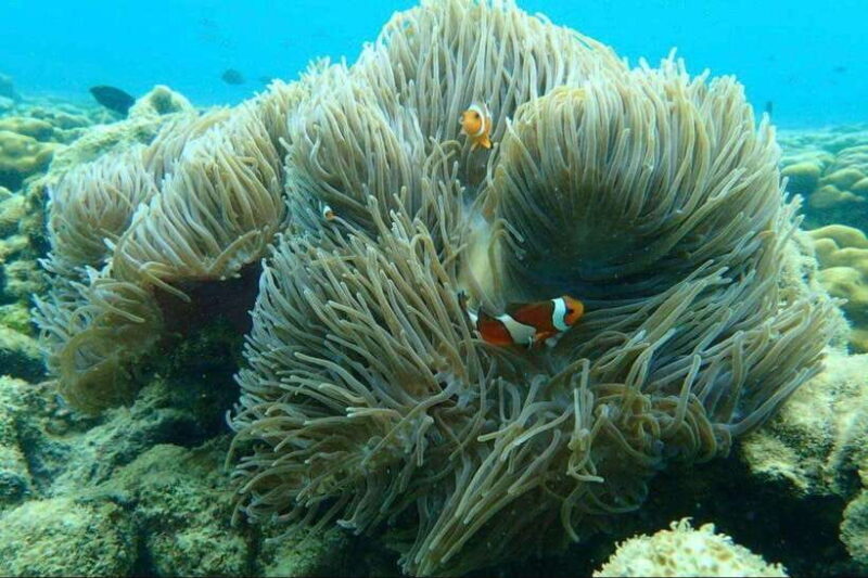 Langkawi: Dangli Island Snorkel and Swim Speedboat Tour - Discovering Dangli Island: A Closer Look