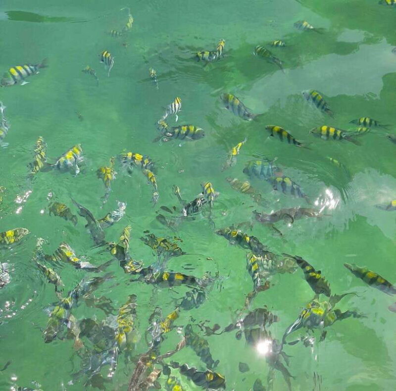 Langkawi: Dangli Island Snorkel and Swim Speedboat Tour - FAQ