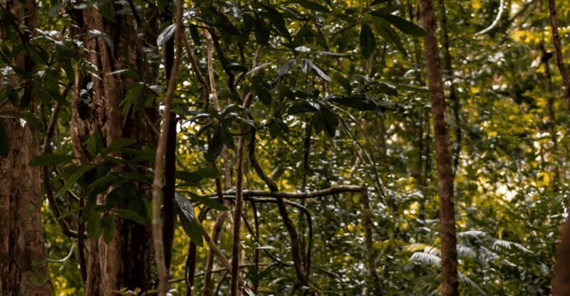 Langkawi: Dream Forest Langkawi Standard Admission Ticket - FAQ