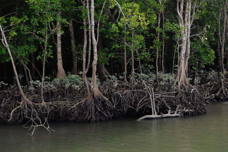 Langkawi: Kilim Geopark Mangrove Tour with Eagle Watching - Exploring the Langkawi Kilim Geopark Mangrove Tour