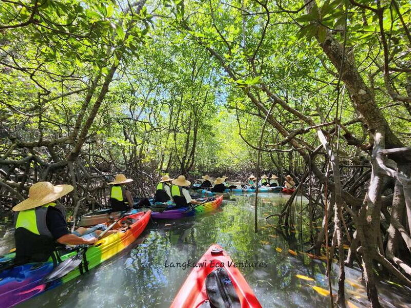 Langkawi : Kilim Mangrove Boat & Fun Kayak Tour with Lunch - Exploring Langkawi’s Mangroves: An Honest Review of the Kilim Geoforest Park Tour
