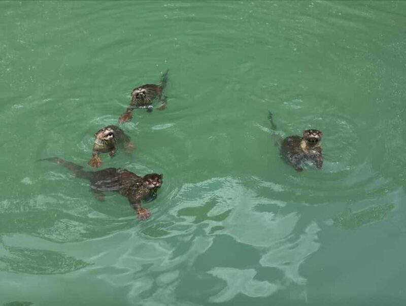 Langkawi: Mangrove Boat Tour w/ Batik Painting & Local Food - Value and Practical Considerations