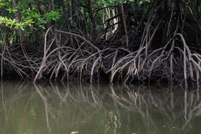 Langkawi Mangrove Group Boat Tour - Key Points