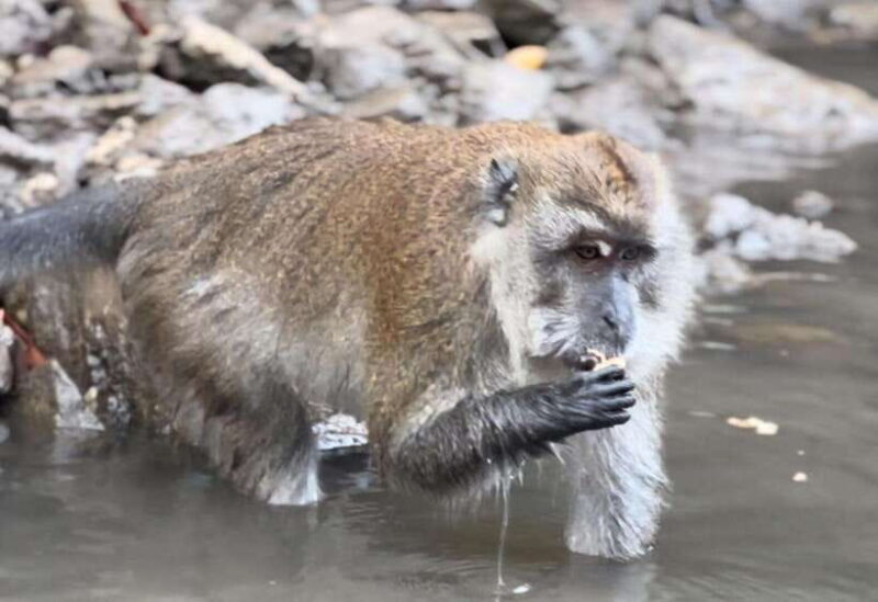Langkawi Mangrove Monkey Package - Key Points