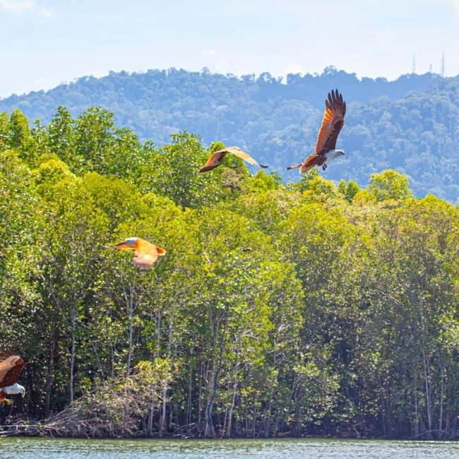 Langkawi Mangrove Tour : Estimated 3 hours Lunch Available - The Sum Up: Who Will Appreciate This Tour?