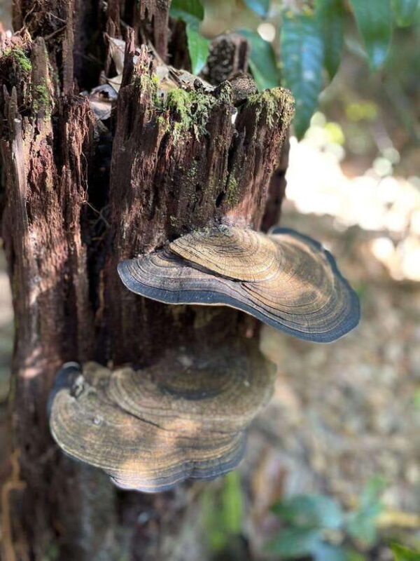 Langkawi: Morning Rainforest Walking Tour - Key Points