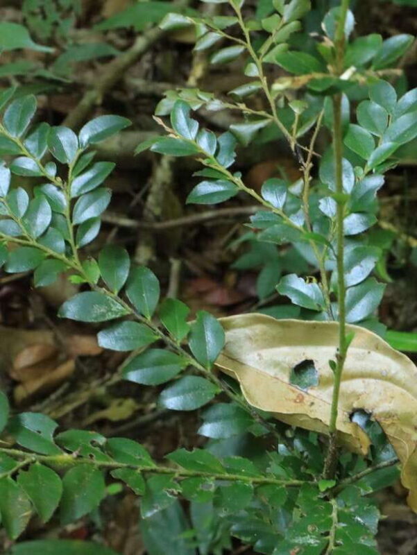 Langkawi: Morning Rainforest Walking Tour - What to Expect on the Rainforest Walk