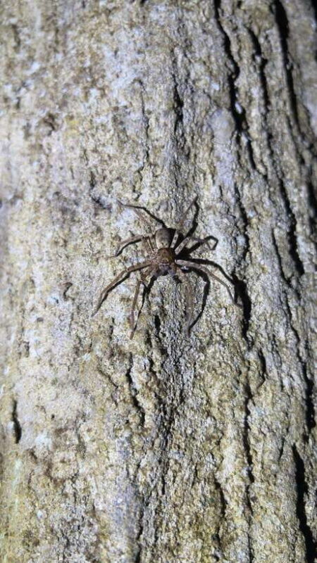 Langkawi: Nighttime Rainforest Tour with Nature Guide - Key Points for the Langkawi Rainforest Night Tour