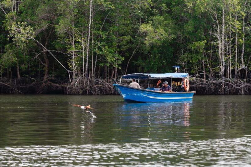 Langkawi Royal Mangrove Tour with Snorkeling Package - Key Points