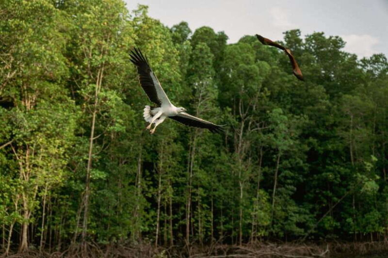 Langkawi: Tanjung Rhu Mangrove Speedboat Tour - The Sum Up