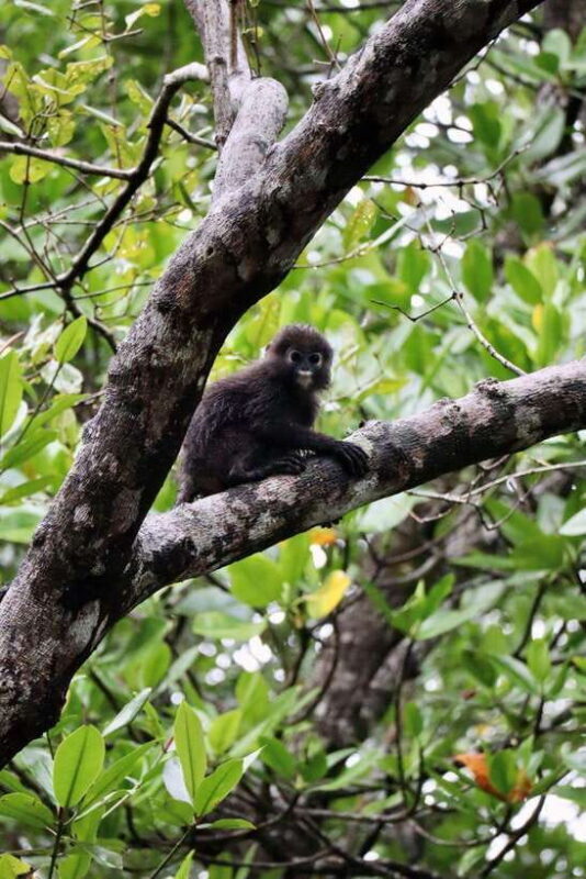 Langkawi: UNESCO Global Geopark Mangrove Cruise - Key Points