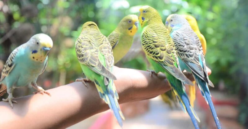 Langkawi: Wildlife Park Admission Ticket - Entrance and General Atmosphere