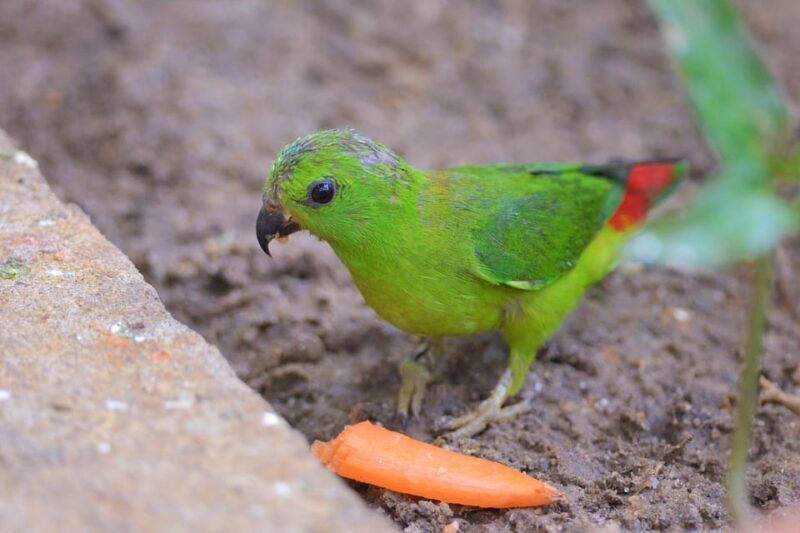 Langkawi: Wildlife Park Admission Ticket - Practical Tips for Visiting