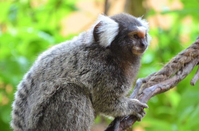Langkawi: Wildlife Park Admission Ticket - FAQ
