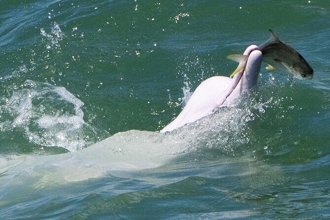 Lantau Group Tour: Dolphin Watching, Fishing Village & Cable Car - A Closer Look at the Itinerary