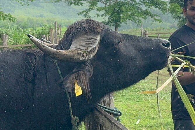 Laos Buffalo Dairy Tours Interact, Learn and Taste Fresh Flavors - Discover Laos Buffalo Dairy: A Unique Farm Experience in Luang Prabang