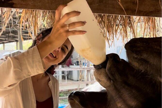 Laos Buffalo Dairy Tours Interact, Learn and Taste Fresh Flavors - An In-Depth Look at Laos Buffalo Dairy Tours in Luang Prabang