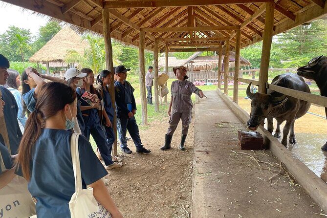 Laos Buffalo Dairy Tours Interact, Learn and Taste Fresh Flavors - Practical Tips for Your Visit
