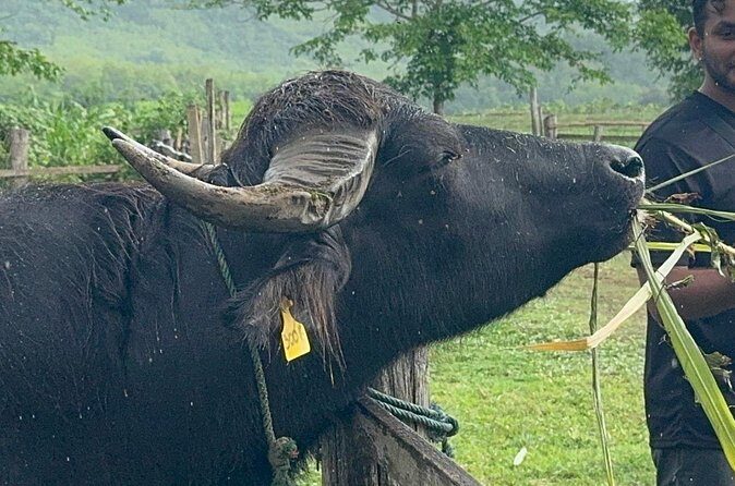 Laos Buffalo Dairy Tours Interact, Learn and Taste Fresh Flavors - FAQ