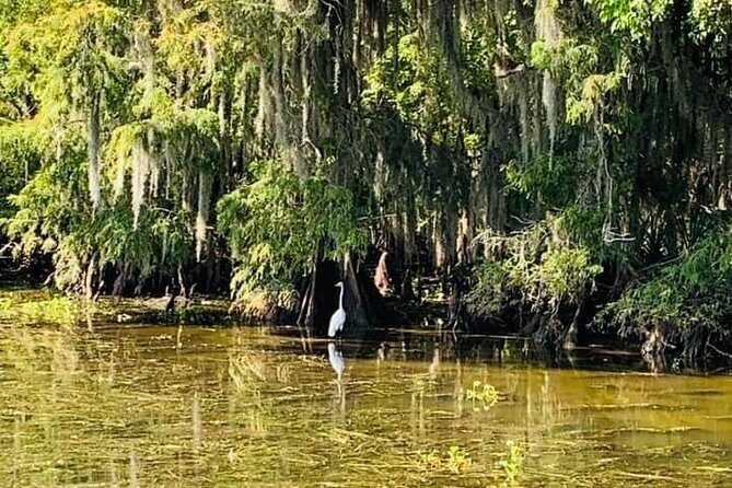 Large Airboat Swamp Tour with Transportation from New Orleans - Practical Tips for Future Swamp Tour Participants